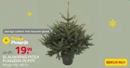 Praxis Blauwspar picea pungens in pot aanbieding