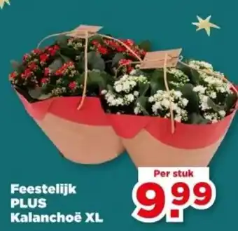 PLUS Feestelijk PLUS Kalanchoë XL aanbieding