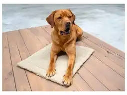 Lidl Karlie Zelfverwarmende honden- of kattenmat aanbieding