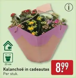 ALDI Kalanchoë in cadeautas aanbieding