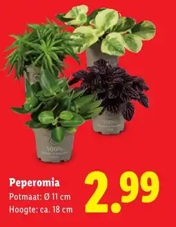 Lidl Peperomia aanbieding