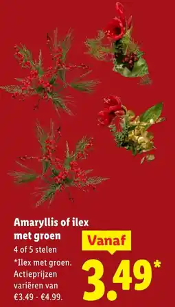 Lidl Amaryllis of ilex met groen aanbieding