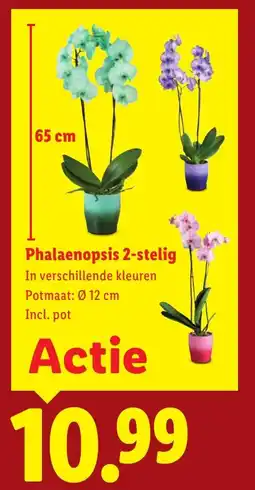 Lidl Phalaenopsis 2-stelig aanbieding