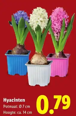 Lidl Hyacinten aanbieding