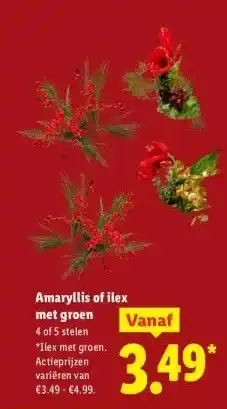 Lidl Amaryllis of ilex met groen aanbieding