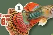 Discus Guppy mix aanbieding