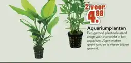Discus Aquariumplanten aanbieding
