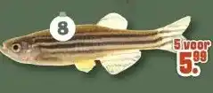 Discus Zebra Danio aanbieding
