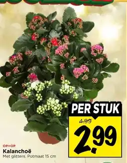 Vomar Voordeelmarkt Kalanchoë aanbieding