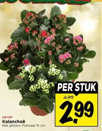 Vomar Voordeelmarkt Kalanchoë aanbieding