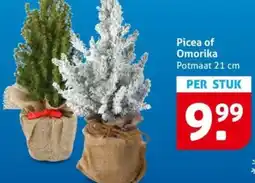 Hoogvliet Picea of Omorika aanbieding