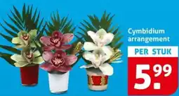 Hoogvliet Cymbidium arrangement aanbieding