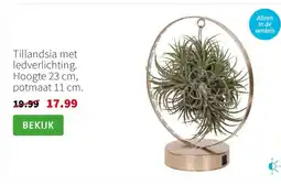 Intratuin Tillandsia met ledverlichting. Hoogte 23 cm, potmaat 11 cm. aanbieding