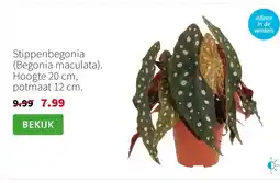 Intratuin Stippenbegonia (Begonia maculata). Hoogte 20 cm, potmaat 12 cm. aanbieding