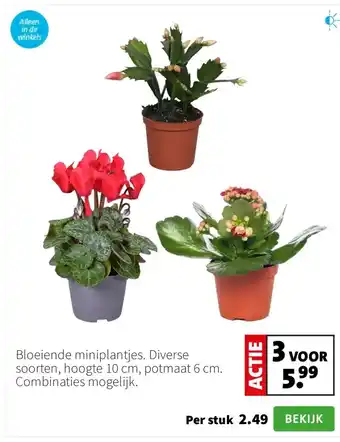 Bloeiende miniplantjes. Diverse soorten, hoogte 10 cm, potmaat 6 cm. Combinaties mogelijk.