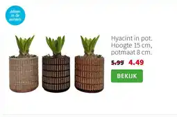 Intratuin Hyacint in pot. Hoogte 15 cm, potmaat 8 cm. aanbieding