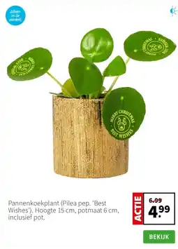 Intratuin Pannenkoekplant (Pilea pep. ‘Best Wishes’). Hoogte 15 cm, potmaat 6 cm, inclusief pot. aanbieding
