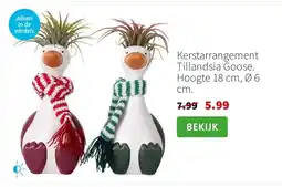 Intratuin Kerstarrangement Tillandsia Goose. Hoogte 18 cm, Ø 6 cm. aanbieding