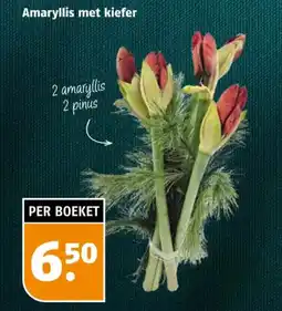 Poiesz Amaryllis met kiefer aanbieding