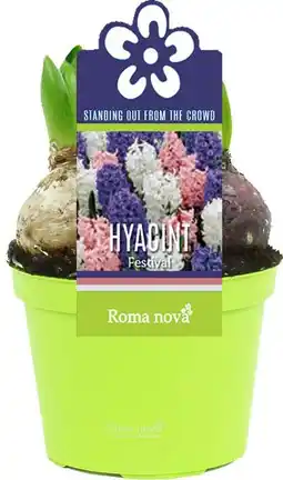Intratuin Hyacint (Hyacint Festival) D 12 H 12 cm aanbieding