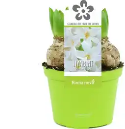 Intratuin Hyacint (Hyacint 'White Pearl') D 12 H 12 cm aanbieding