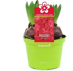 Intratuin Hyacint (Hyacint 'Jan Bos') D 12 H 12 cm aanbieding