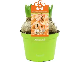 Intratuin Hyacint (Hyacint 'Gipsy Queen') D 12 H 12 cm aanbieding