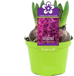 Intratuin Hyacint (Hyacint 'Purple Sensation') D 12 H 12 cm aanbieding