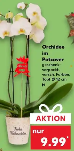 Kaufland DE Orchidee im Potcover aanbieding