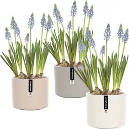 Albert Heijn AH Blauwe druifjes in pot aanbieding