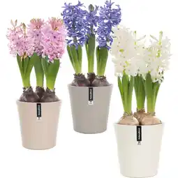 Albert Heijn AH Hyacint in pot aanbieding