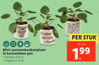 Lidl Mini-pannenkoekenplant in keramieken pot aanbieding