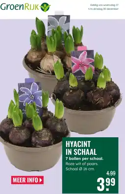 GroenRijk Hyacint in schaal aanbieding