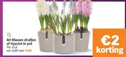 Albert Heijn AH Blauwe druifjes of Hyacint in pot aanbieding