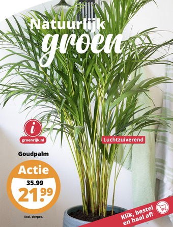 GroenRijk Goudpalm aanbieding