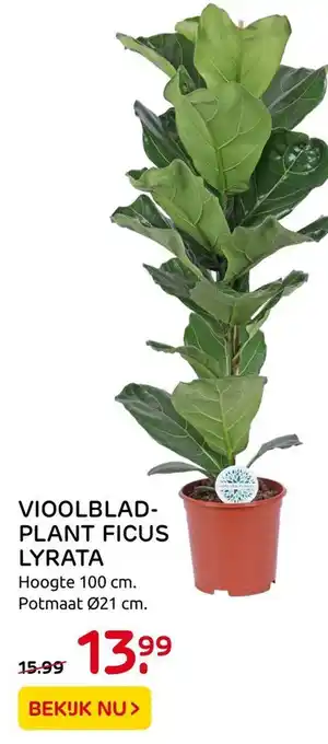 Praxis Vioolbladplant Ficus Lyrata aanbieding