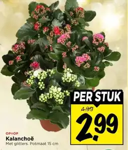 Vomar Voordeelmarkt Kalanchoë aanbieding