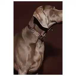 Pets Place Dogguo Zebra Collar - Hondenhalsband - Bruin Beige 36-52 Cm aanbieding