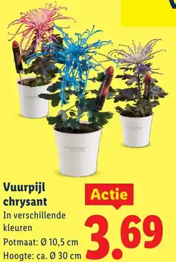 Lidl Vuurpijl chrysant aanbieding