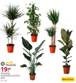 Praxis Groene kamerplanten mix ⌀24cm ↕120cm aanbieding