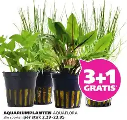 Ranzijn AQUARIUMPLANTEN AQUAFLORA aanbieding