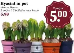 MCD Supermarkt Hyacint in pot aanbieding