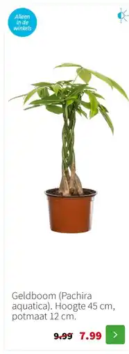 Intratuin Geldboom (Pachira aquatica). Hoogte 45 cm, potmaat 12 cm. aanbieding
