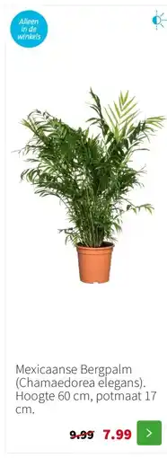 Intratuin Mexicaanse Bergpalm (Chamaedorea elegans). Hoogte 60 cm, potmaat 17 cm. aanbieding