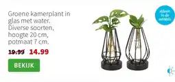 Intratuin Groene kamerplant in glas met water. Diverse soorten, hoogte 20 cm, potmaat 7 cm. aanbieding