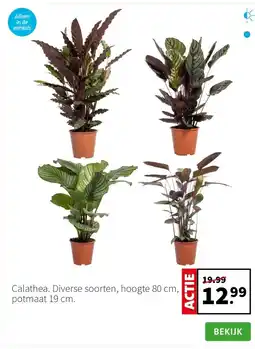 Intratuin Calathea. Diverse soorten, hoogte 80 cm, potmaat 19 cm. aanbieding