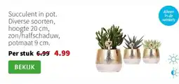 Intratuin Succulent in pot. Diverse soorten, hoogte 20 cm, zon/halfschaduw, potmaat 9 cm. aanbieding