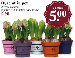 Coop Hyacint in pot aanbieding