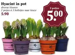 Boon`s Markt Hyacint in pot aanbieding