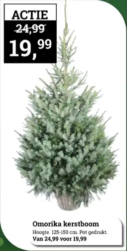 Tuincentrum Osdorp Omorika kerstboom aanbieding